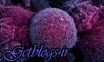 کشف سلاحی کاملا تازه جهت مبارزه با سرطان